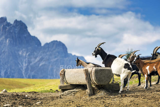 Chamois Cabras coloridas ao lado de cocho de madeira no prado da montanha com picos de montanha no fundo; Sesto, Bolzano, Itália — Fotografia de Stock