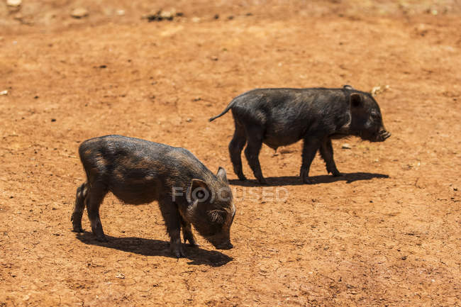 Piglets on a farm, Ban Kok Phung Tai village, Bolaven Plateau; Champasak, Laos — Stock Photo