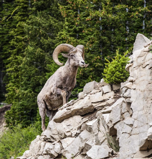 A Bighorn Sheep (Ovis canadensis) in Yellowstone National Park; Wyoming, United States of America — Stock Photo