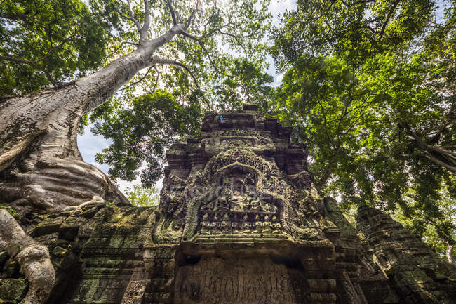 Roots of a silk cotton tree (Ceiba pentadra) growing over the ruins of Ta Prohm; Angkor, Siem Reap, Cambodia — Stock Photo