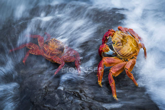 Two Sally Lightfoot crabs (Grapsus grapsus) splashed by wave; Galapagos Islands, Ecuador — Stock Photo