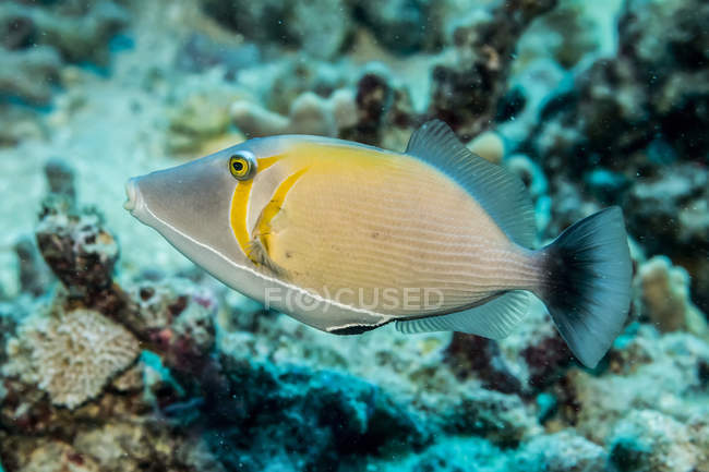 Lei Triggerfish (Sufflamen bursa) fotografato durante le immersioni lungo la costa di Kona; Isola delle Hawaii, Hawaii, Stati Uniti d'America — Foto stock