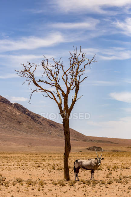 Une antilope se dresse sous un arbre dans le désert ; Sossusvlei, région Hardap, Namibie — Photo de stock