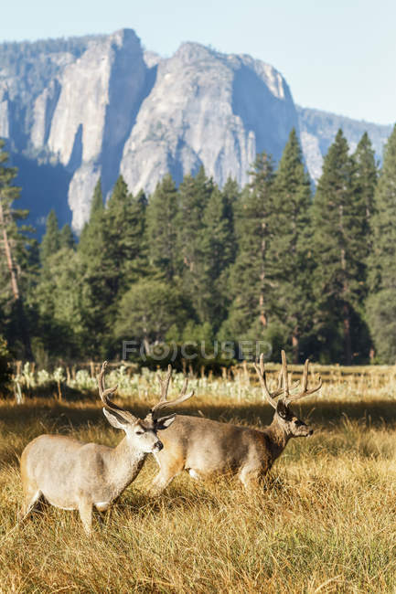 Ciervo mulo (Odocoileus hemionus) dólares con astas grandes, Parque Nacional Yosemite; California, Estados Unidos de América - foto de stock