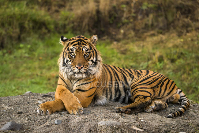 Tigre de Sumatra (pantera tigris sumatrae) en cautiverio acostado y mirando a la cámara; Washington, Estados Unidos de América - foto de stock