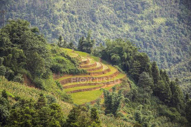 Рисовые террасы около Сапы; Лаокай, Вьетнам — стоковое фото