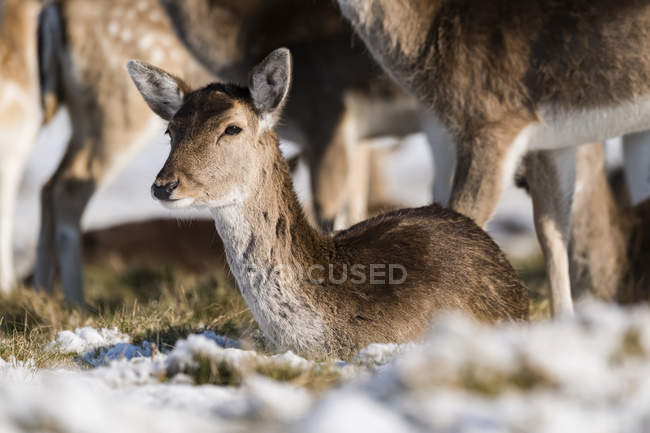 Red deer  ( Cervus elaphus ) fawn lies in snowy grass; London, England — Stock Photo