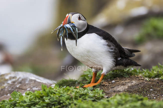 A Puffin (Fratercula) with Sand Eels in it 's mouth; Farne Islands, Northumberland, England — стоковое фото