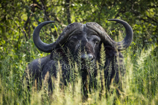 Búfalo-do-cabo (Syncerus caffer) virado para a câmara deitada nos arbustos frondosos, Parque Nacional Serengeti; Tanzânia — Fotografia de Stock