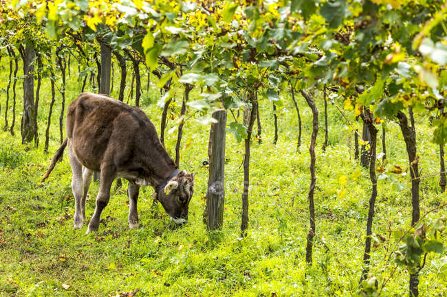 Ein Kalb weidet unter einer Reihe von Weinreben; caldaro, bozen, italien — Stockfoto