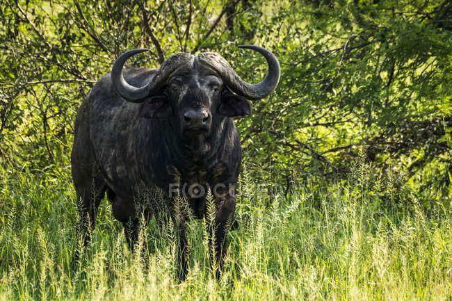 Kapbüffel (Syncerus caffer) mit Blick auf Kamera aus grünen Büschen, Serengeti-Nationalpark; Tansania — Stockfoto