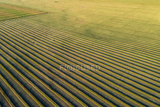 Vedute aeree delle linee di raccolta della colza in un campo tagliato; Blackie, Alberta, Canada — Foto stock