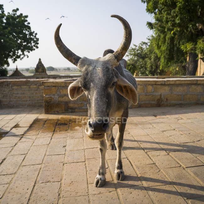 Une vache avec des cornes regardant la caméra ; Jaisalmer, Rajasthan, Inde — Photo de stock