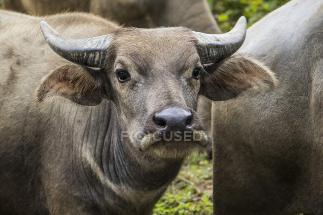 Крупный план Water Buffalo (Bubalus bubalis); Nongpet, Xiangkhouang, Laos — стоковое фото