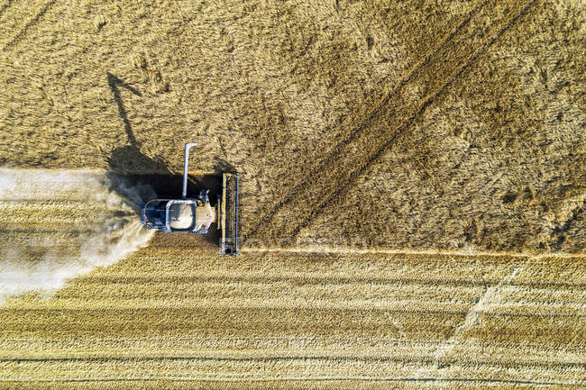 View from directly above of a combine cutting a barley field; Blackie, Alberta, Canada — Stock Photo