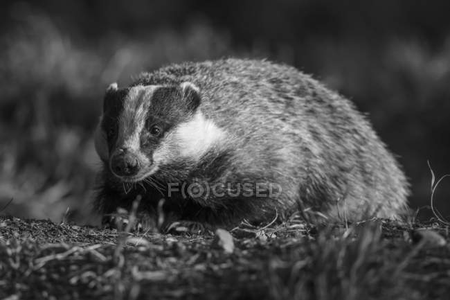 Black and white image of a Badger (Mustelidae ); Dumfries and Galloway, Scotland — Stock Photo