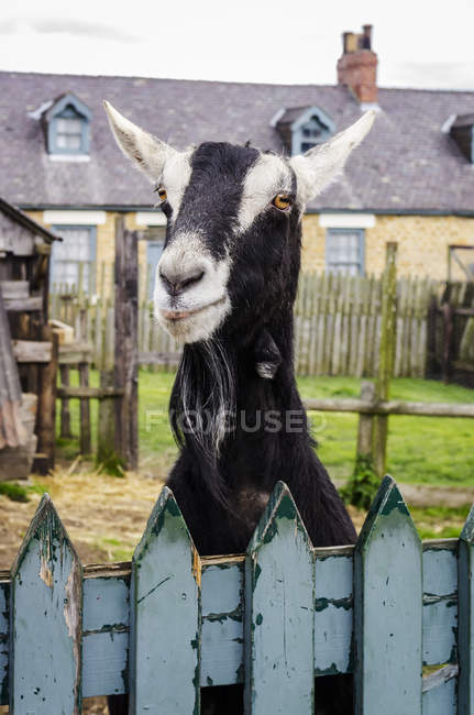 Ziege blickt über einen blau bemalten Zaun; beamish, county durham, england — Stockfoto