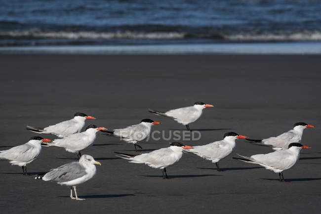 A flock of Caspian Terns ( Hydroprogne caspia ) and a seagull relaxes on the beach; Ilwaco, Washington, United States of America — Stock Photo