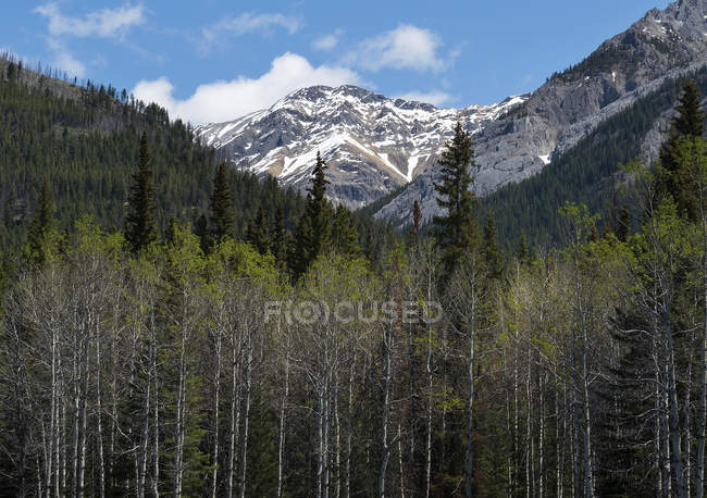 Uma floresta densa em um vale nas Montanhas Rochosas canadenses, Banff National Park; Alberta, Canadá — Fotografia de Stock