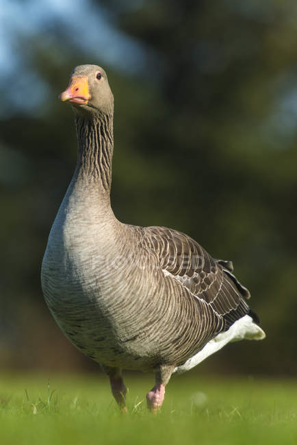 Greylag Goose (Anser anser); Islândia — Fotografia de Stock