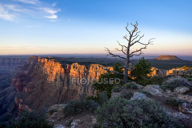 Вымерший вулкан у края Гранд-Каньона на закате и мертвое дерево на переднем плане; Аризона, Соединенные Штаты Америки — стоковое фото