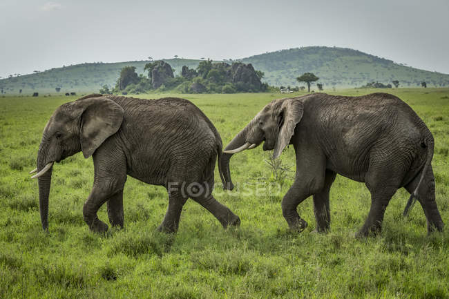 Un éléphant d'Afrique (Loxodonta africana) en suit un autre sur les prairies, parc national du Serengeti ; Tanzanie — Photo de stock