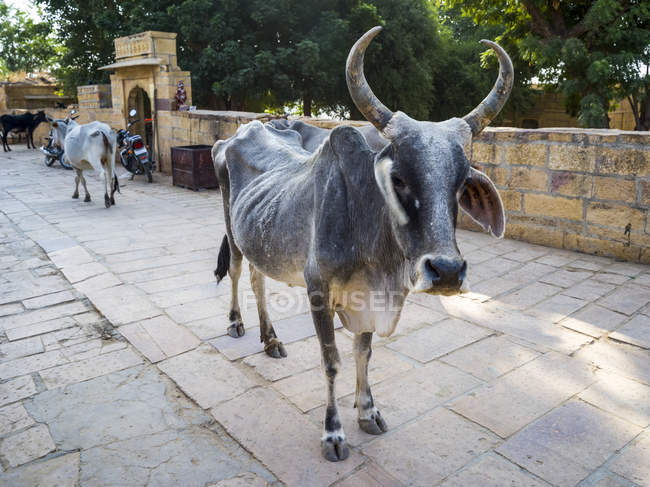 Корова с рогами, смотрящая в камеру; Джайсалмер, Раджастан, Индия — стоковое фото