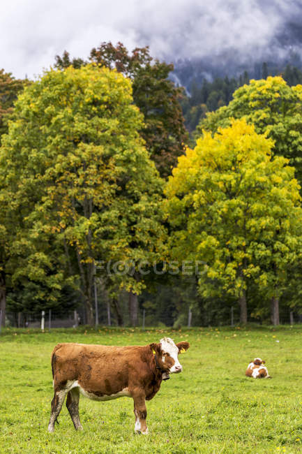 Stehendes Vieh auf der Weide mit Baumhintergrund und Wolke über dem Berghang; Grainau, Bayern, Deutschland — Stockfoto