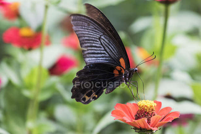 Mariposa descansando sobre una flor; Sapa, Lao Cai, Vietnam - foto de stock
