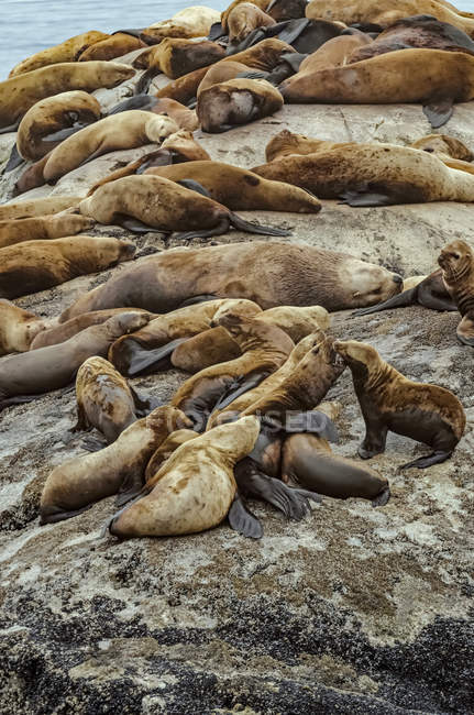 Leones marinos de Steller (Eumetopias jubatus) arrastrados sobre rocas en South Marble Island, gran toro en el centro rodeado de vacas, Parque Nacional Glacier Bay, Alaska, Estados Unidos de América — Stock Photo