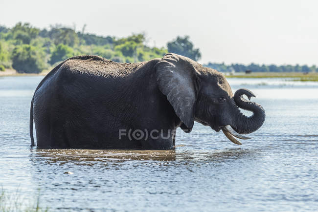 Africano Bush Elefante (Loxodonta africana) de pé no rio dobra tronco; Botsuana — Fotografia de Stock