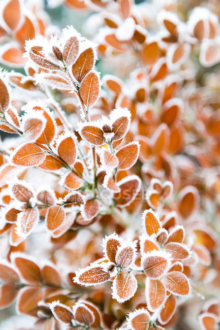 Hoar frost on a shrub 's foliage; Surrey, British Columbia, Canada - foto de stock
