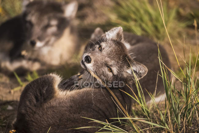Polarfuchs (Vulpes lagopus), Sommerphase, in Gefangenschaft; Yukon Territorium, Kanada — Stockfoto
