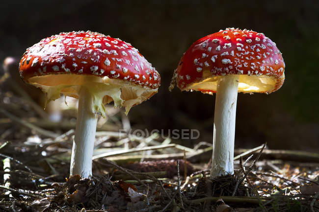 Close-up de cogumelos tóxicos, Amanita muscaria, dramaticamente iluminado pela luz solar; Grainau, Baviera, Alemanha — Fotografia de Stock