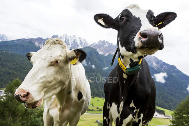 Primer plano de dos vacas del diario en un prado alpino con montañas nevadas en el fondo; San Candido, Bolzano, Italia - foto de stock