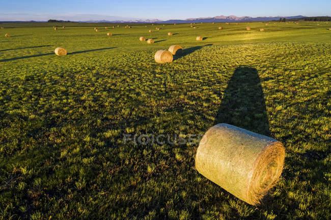 Hale bales at sunrise in a cut field with foothills and mountain range in the distance and blue sky, West of Calgary; Alberta, Canada — Stock Photo