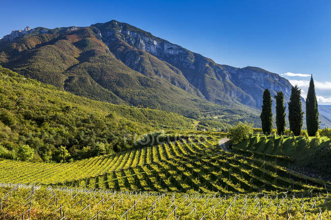 Righe di viti su dolci colline con montagne sullo sfondo e cielo azzurro; Calder, Bolzano, Italia — Foto stock