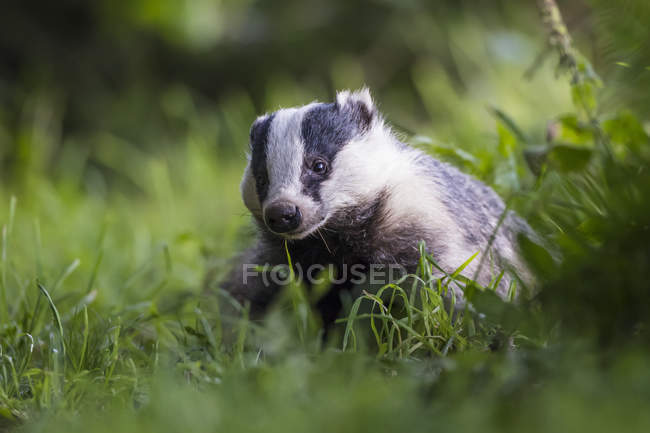 A Badger ( Mustelidae ) sitting in the grass; Dumfries and Galloway, Scotland — Stock Photo