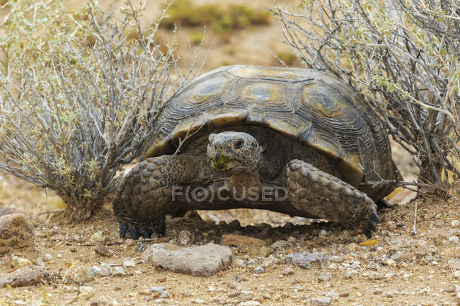 Primo piano di una tartaruga del deserto (Gopherus agassizii), Mojave National Preserve; California, Stati Uniti d'America — Foto stock
