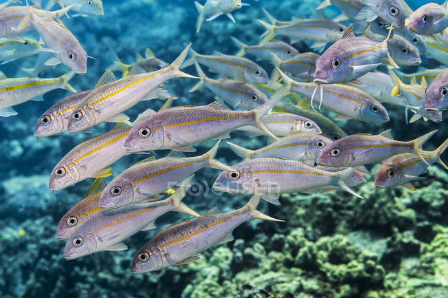 Peixes-bodes-amarelados (Mulloidichthys flavolineatus e vanicolensis) com escolaridade ao largo da costa de Kona; Ilha do Havaí, Havaí, Estados Unidos da América — Fotografia de Stock