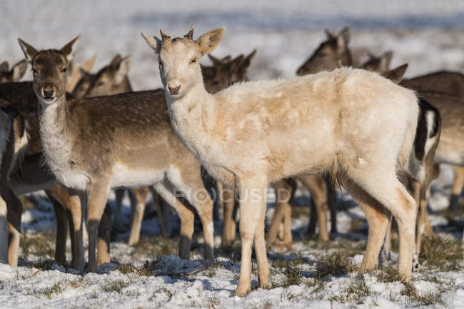 Red deer ( Cervus elaphus ) and Fallow deer(dama dama) standing in snow; London, England — Stock Photo