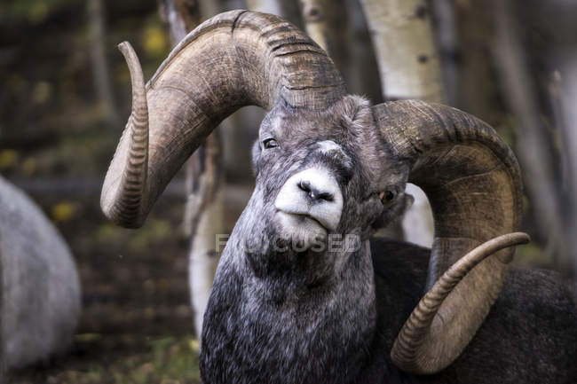 Stone Sheep ( ovis dalli stonei ), captive; Yukon Territory, Canada — Stock Photo
