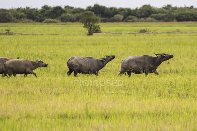 Water buffalo  ( Bubalus bubalis ) walking in a grass field near Lake Pearang; Siem Reap, Cambodia — Stock Photo