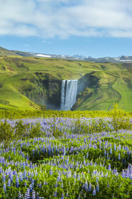 Люпины цветут перед водопадом Скогафосс; Скога, Исландия — стоковое фото