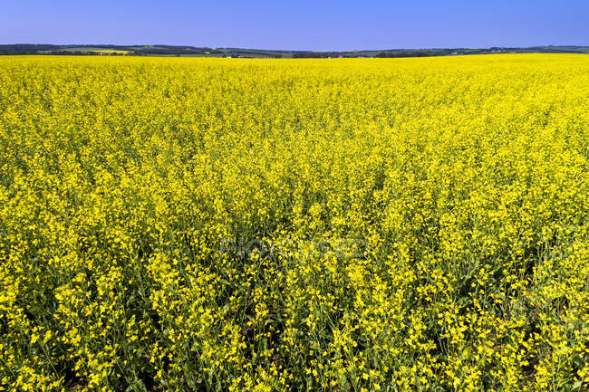 Flowering canola field with rolling hills and blue sky in the background, North of Sylvan Lake; Alberta, Canada — Stock Photo