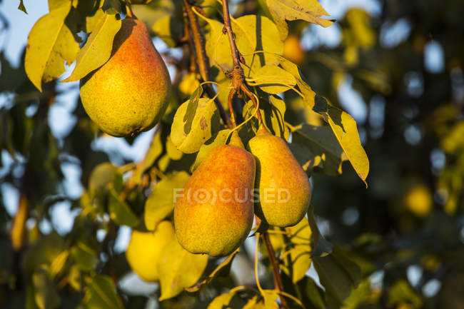 Pears growing on a tree with a blue sky in the background; Shefford, Quebec, Canada — Stock Photo