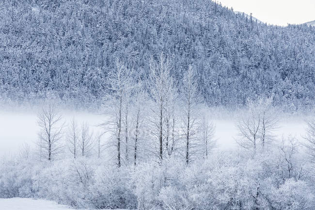Raureif bedeckt Birken in einer winterlichen Landschaft mit einem Hang mit immergrünen Bäumen im Hintergrund, Seward Highway, Süd-Zentral-Alakka; Portage, Alakka, Vereinigte Staaten von Amerika — Stockfoto