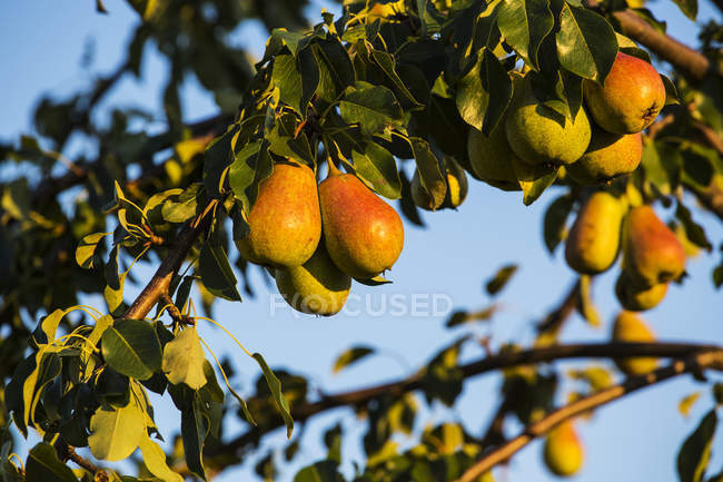 Pears growing on a tree with a blue sky in the background; Shefford, Quebec, Canada — Stock Photo