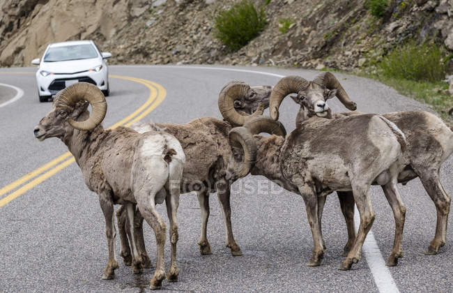 Bighorn Sheep (Ovis canadensis) bloquant la circulation sur une route dans le parc national Yellowstone ; Wyoming, États-Unis d'Amérique — Photo de stock