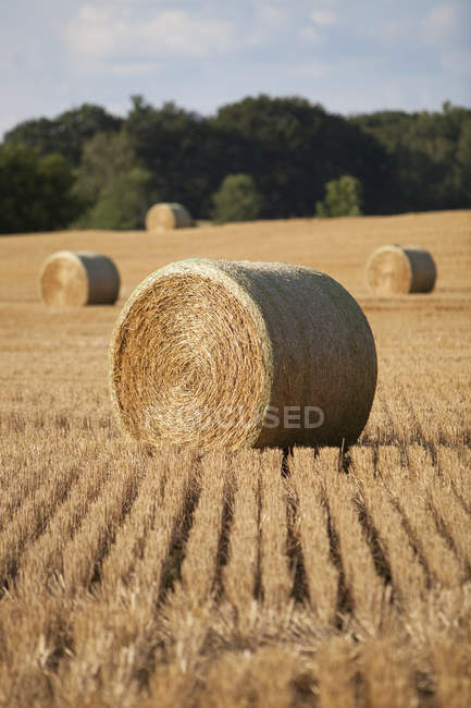 Round hay bales scattered in a harvested farm field, near Georgetown; Ontario, Canada — Stock Photo